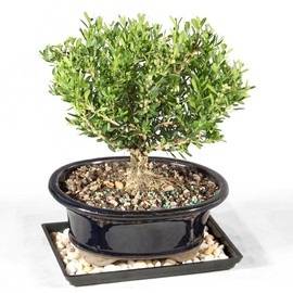 Brussel's Bonsai Live Harland Boxwood Bonsai Tree - Medium, 5 Years, 8 to 12 Inches Tall - Outdoor Bonsai Tree with Ceramic Bonsai Pot and Bonsai Tray