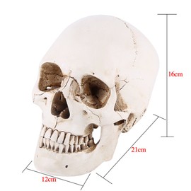 1Pc Life Size Human Skull Skull Resin White Model Replica Drawing Party Ornament