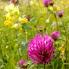 Red Clover (Trifolium Pretense) Seeds (~825): Certified Organic, Non-GMO, Heirloom,