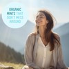 VerMints Organic Breath Mints – Travel Size Peppermints, Ginger Mints,
