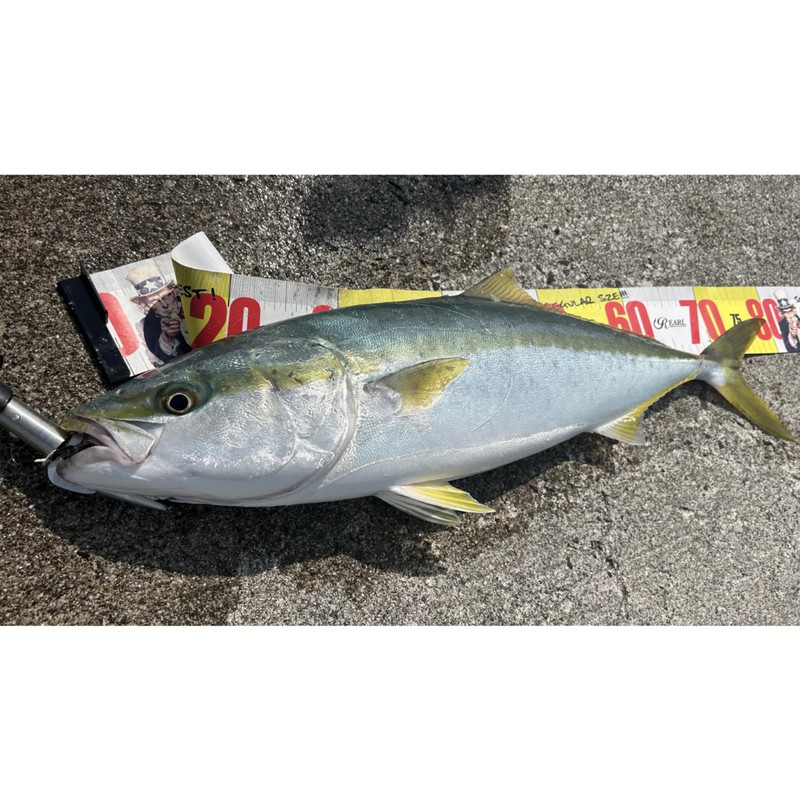 TRH All Round Casting Rod, LOOP85 Loop Hugging, Egging, Light