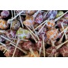 Spangler Dum Dums DUM DUMS Assorted Flavored Mini Lollipops BULK