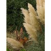Pampas Grass Blue Bayou | 3 Live Plants | Cortaderia