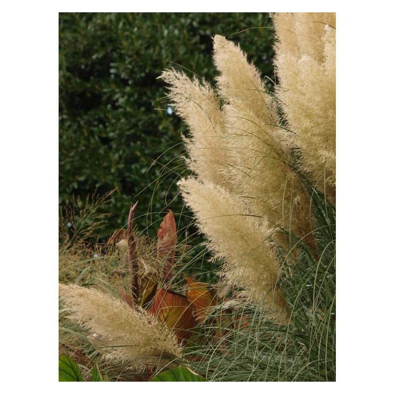 Pampas Grass Blue Bayou | 3 Live Plants | Cortaderia