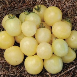 CEMEHA SEEDS - Snow White Cherry Tomato Indeterminate Non GMO Vegetable for Planting