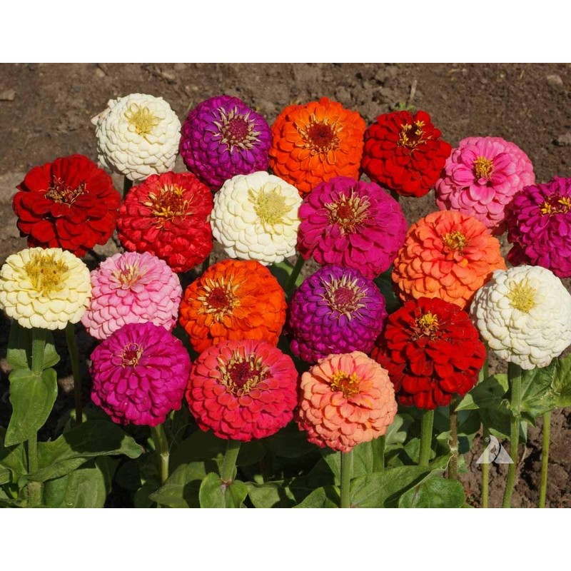 SeedsUP - 100+ Zinnia Elegans Liliput Dwarf Mix - Flower