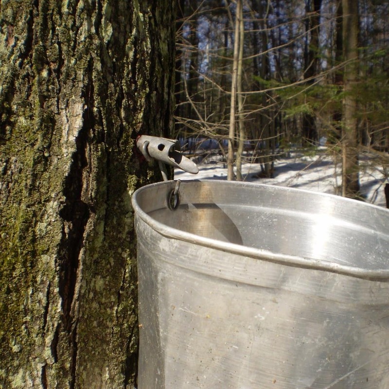 Maple Syrup Tree Tapping Kit - Includes (2) Maple Syrup