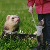 Foaincore 6 Pcs Ferret Clothes Accessories, Include Ferret Harness and