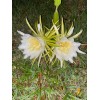 Cactus 2X Queen 12" CACTUS ORCHIDs NIGHT BLOOMING CEREUS