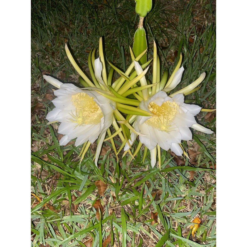 Cactus 2X Queen 12" CACTUS ORCHIDs NIGHT BLOOMING CEREUS