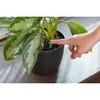 Miracle-Gro Indoor Plant Food Spikes, Includes 24 Spikes - Continuous