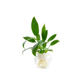 Generic Hydroponic Planter Pot, Medium