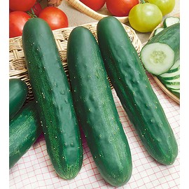 Cucumber Seeds - Long Green Improved - Very Popular Cucumber Variety