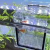 perfk Fish Breeder Acrylic Fish Breeder Isolation Box