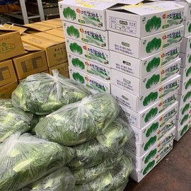 국내산 쌈채소 쌈배추 500g 내외 Domestic Ssam Vegetable Ssam Baechu 500g ±