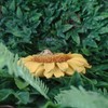 Vivid Arts - Hanging Harvest Mouse/Sunflower - HGF-022