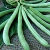 Organic Tendergreen Bush Bean - 1 LB Bulk ~1,120 Seeds