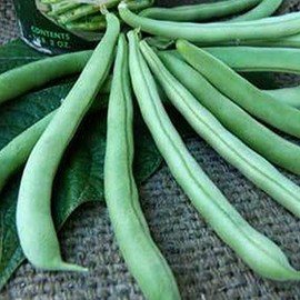 Organic Tendergreen Bush Bean - 1 LB Bulk ~1,120 Seeds - Non-GMO, Open Pollinated, Heirloom, Vegetable Gardening Seeds