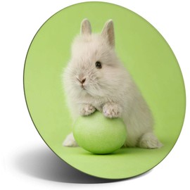 Destination Vinyl ltd Magnet for Refrigerator, Fridge - Cute Easter Bunny Rabbit Baby for Office, Cabinet and Whiteboard, Magnetic Stickers, 21486