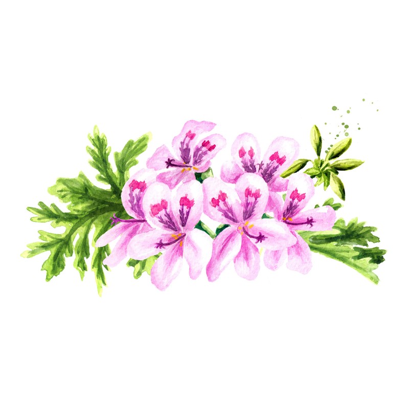 US Organic 100% Pure Rose Geranium Essential Oil (Sourced from