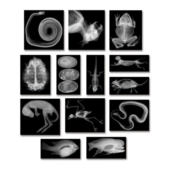 Animal X-Rays - 13 Pieces