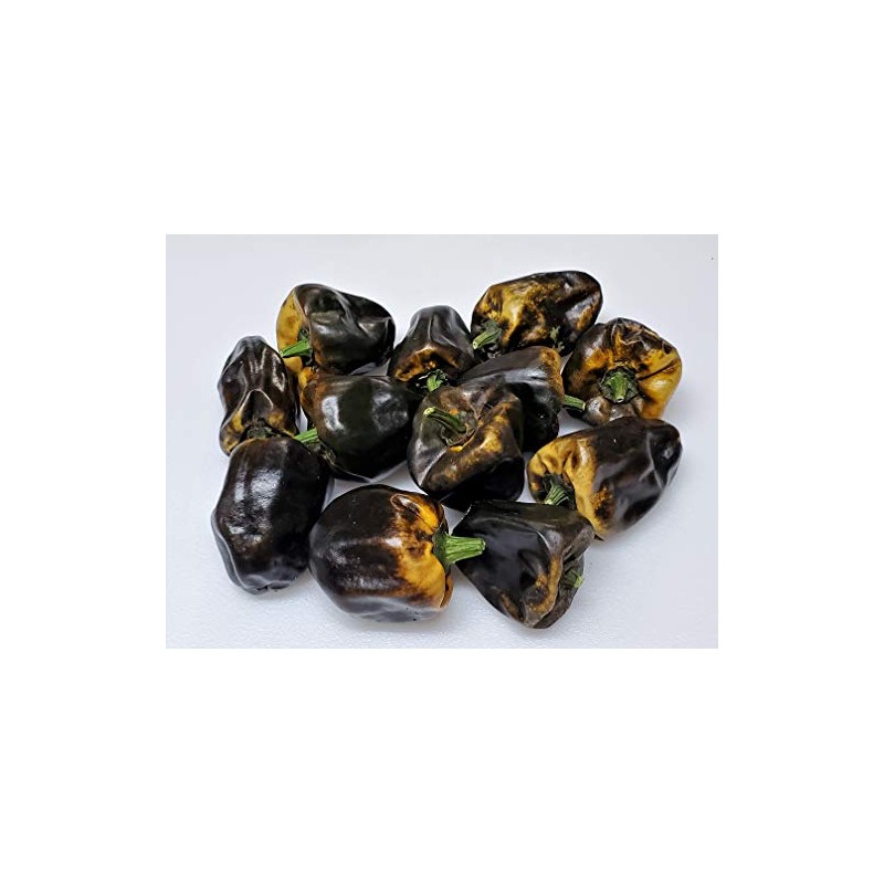 Chilhuacle Amarillo Pepper Seeds 10+ Seeds