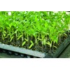 Seam Grafting Material Simple Holder 2.4 (2,500 Pieces) Transparent