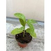 Passion Fruit Passiflora Edulis Passion Fruit Plant 8” With Pot