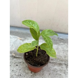 Passion Fruit Passiflora Edulis Passion Fruit Plant 8” With Pot Live Plant Ready To Plant
