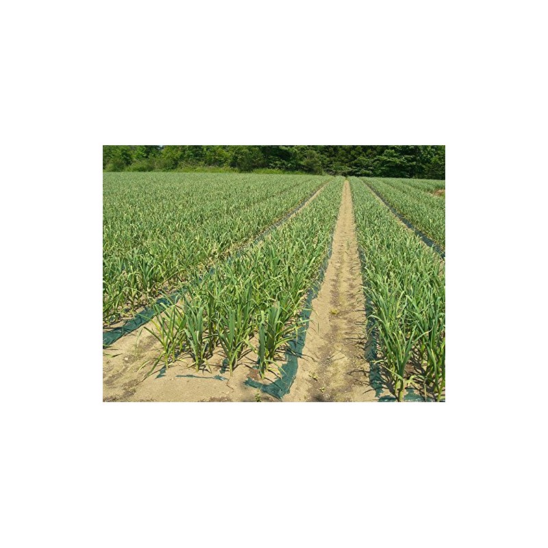 Chitose Foods Aomori Prefecture Grated Garlic, 3.5 oz (100 g)