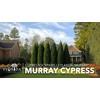 Murray Cypress | 3 Live Plants | Cupressocyparis leylandii 'Murray'
