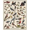 Summer Weeds North American Birds 16 x 20 Bird Identification