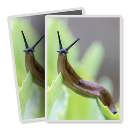 Vinyl Rectangle Vertical (Portrait) Stickers (Set of 2) 10cm - Garden Slug Wildlife Nature Bug for Laptops, Tablets, Luggage, Scrap Booking, Fridges #52882