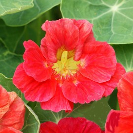Cherry Rose Nasturtiums - Great Ground Cover