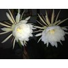QUEEN OF THE NIGHT - NIGHT BLOOMING CEREUS - WHITE