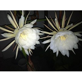 QUEEN OF THE NIGHT - NIGHT BLOOMING CEREUS - WHITE -RARE - PLANT - 1 -2.5" POT