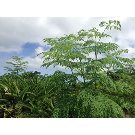 モリンガのチカラ タブレット 250粒 (25g)×5袋 Free Our Soul 朝摘みモリンガ使用 沖縄県産モリンガ葉を100%！ノンカフェイン・無香料・無着色