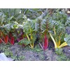 NIKA SEEDS - Vegetable Swiss Chard Mix - 100 Seeds