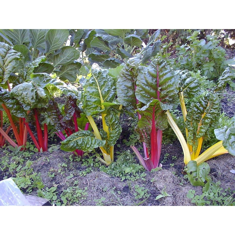 NIKA SEEDS - Vegetable Swiss Chard Mix - 100 Seeds