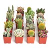 Shop Succulents Premium Live Mini Cactus and Succulent Plants in