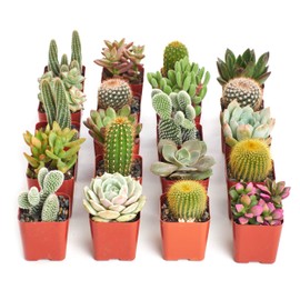 Shop Succulents Premium Live Mini Cactus and Succulent Plants in 2" Pots, Easy Care Indoor or Outdoor Gardening, Terrariums, Favors, & Contemporary Spaces with Hardy, Resilient Varieties, Pack of 20