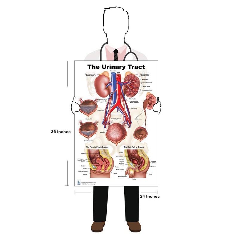 Kidney, Urinary and Bladder System Poster, Size 24Wx36T