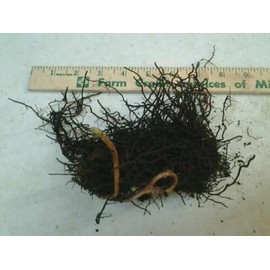 5 Ostrich Fern Roots - Matteuccia struthiopteris - Bare Root