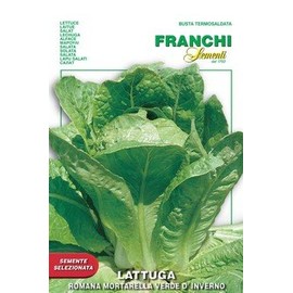 Italian Heirloom - Romana Mortarella Verde D' Inverno Romaine Lettuce Seeds