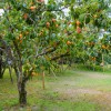 No Brand American Persimmon Tree - Live Plant 6-12" -