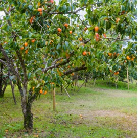 No Brand American Persimmon Tree - Live Plant 6-12" - Quart Pot - Cold Hardy Seedling