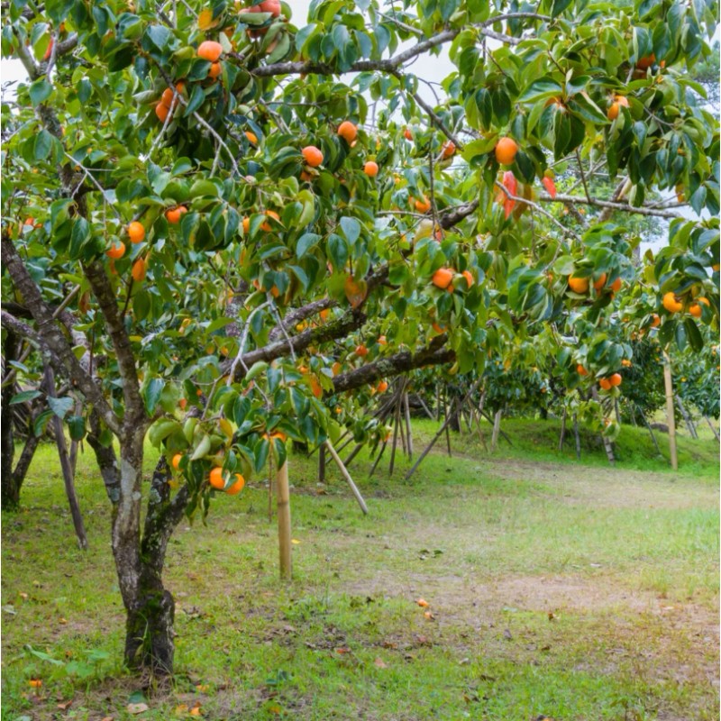 No Brand American Persimmon Tree - Live Plant 6-12" -