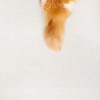 PetNoriter 셀프시공 논슬립 펫롤매트 120 묘하개끌리지 (5.5T) Self-Install Non-Slip Pet