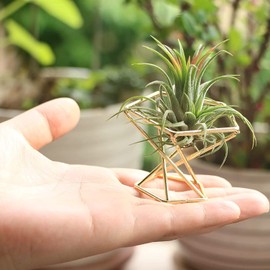 MDYBF Set of 6 Geometric Air Plant Holder Air Plants Rack Metal Plant Stand Planter Shelves Himmeli Tillandsia Container