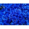 Seeds Blue Cornflower 200+ Seeds for Planting Bachelor’s Buttons Annual